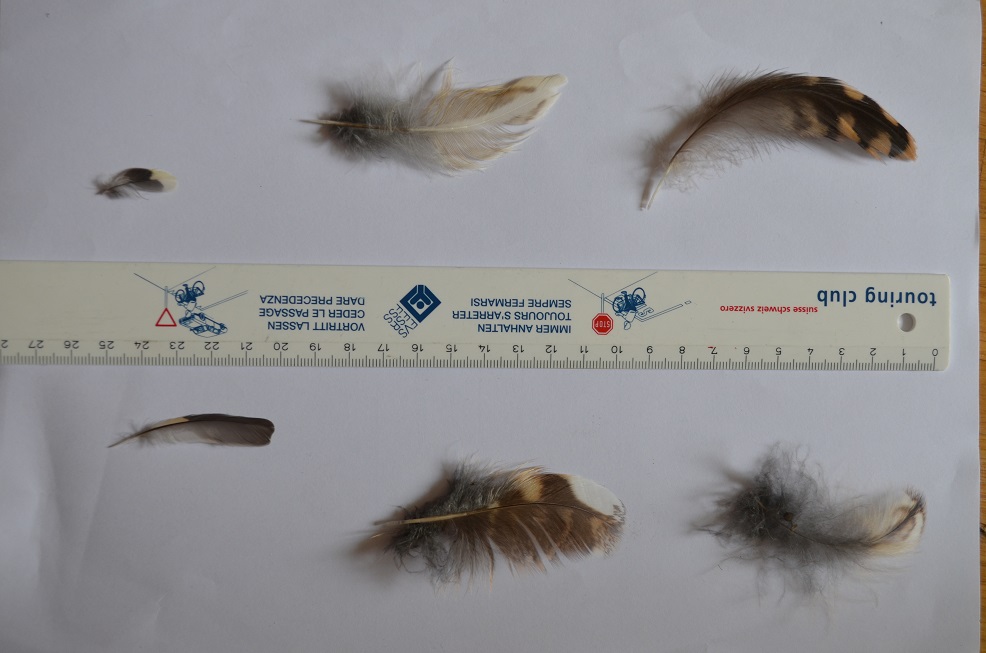 Aiuto identificazione